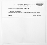 Hercospora tiliae image